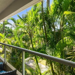 Maui Banyan H207