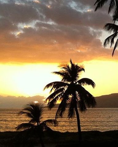 Silhouetted palm trees on beach at sunset with golden sky and ocean