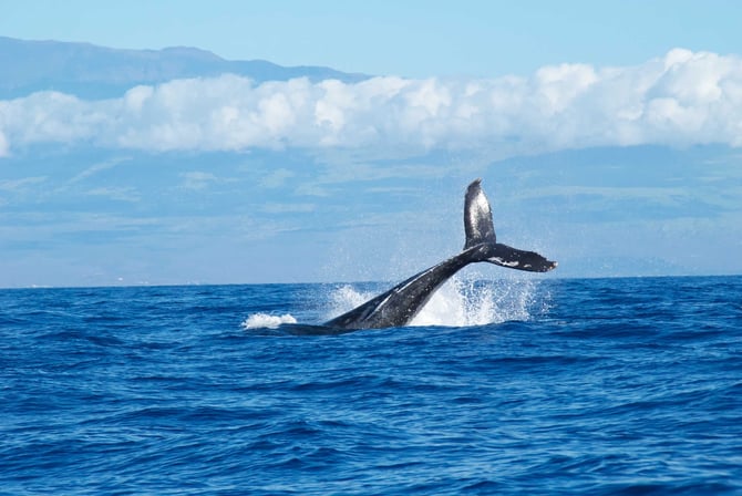Ultimate Whale Watching Reservation Request