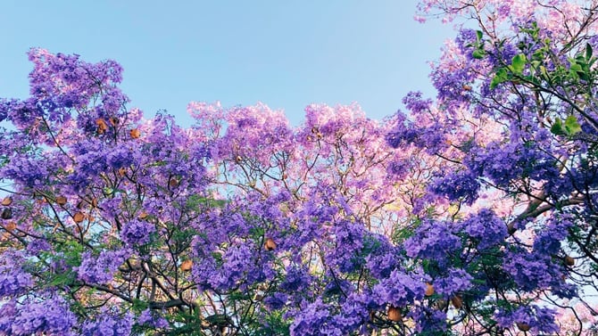Spring on Maui: Why March Through May Is Your Ideal Shoulder Season