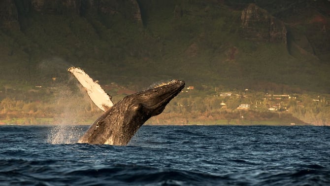 Best Time to Visit Maui: A Month-by-Month Guide