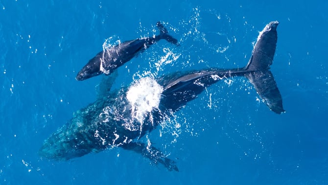 Maui Whale Season 2026-2027: Your Complete Guide to Experiencing Koholā