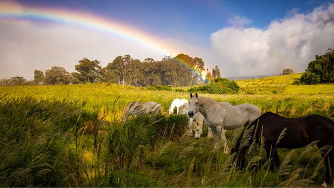 Upcountry Maui: A Day-Trip Guide to Kula, Makawao & Haleakala