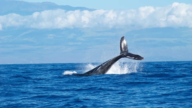 Ultimate Whale Watching Reservation Request