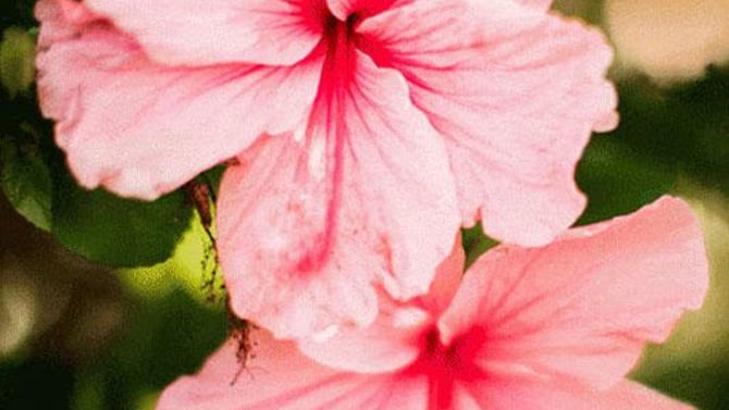Springtime on Maui